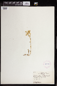 Sedum stenopetalum image