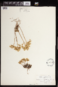 Sedum stenopetalum image