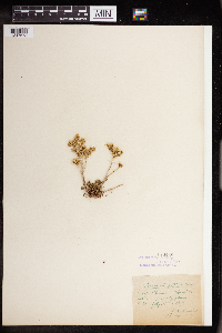 Sedum stenopetalum image