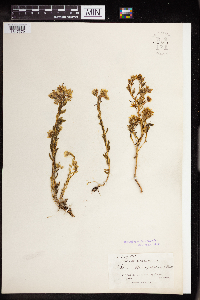 Sedum stenopetalum image