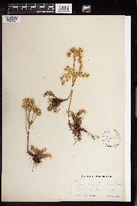 Sedum stenopetalum image