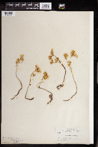 Sedum stenopetalum image