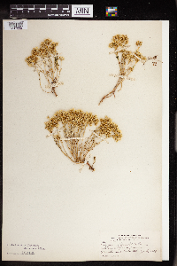 Sedum stenopetalum image