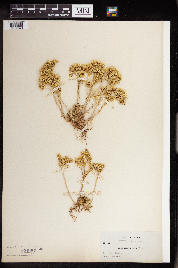 Sedum stenopetalum image