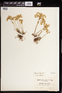 Sedum stenopetalum image