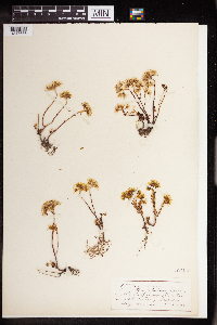 Sedum stenopetalum image