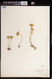 Sedum stenopetalum image