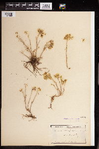 Sedum stenopetalum image