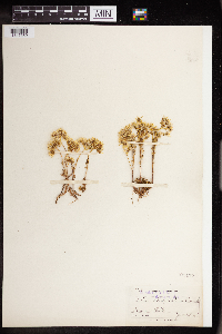 Sedum stenopetalum image