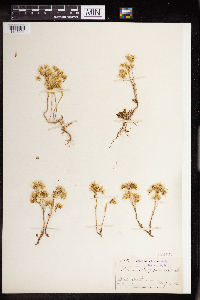 Sedum stenopetalum image