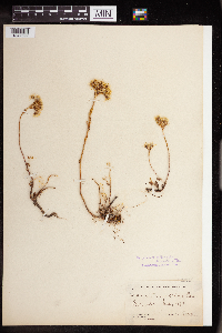 Sedum stenopetalum image