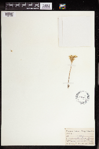 Sedum stenopetalum image