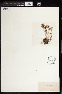 Sedum stenopetalum image