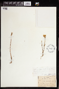 Sedum stenopetalum image