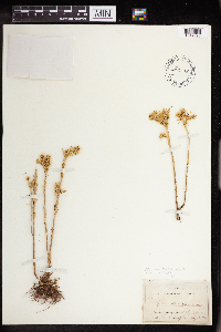 Sedum stenopetalum image