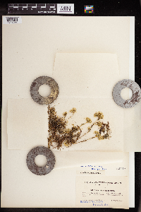 Sedum stenopetalum image