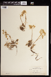 Sedum stenopetalum image