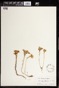 Sedum stenopetalum image