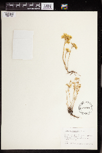 Sedum stenopetalum image