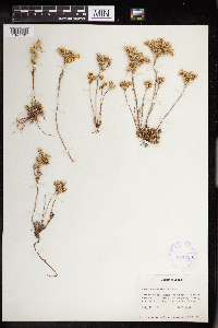 Sedum stenopetalum image