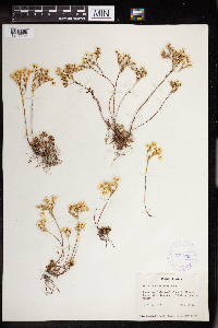 Sedum stenopetalum image