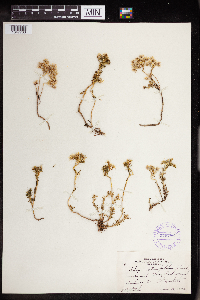 Sedum stenopetalum image