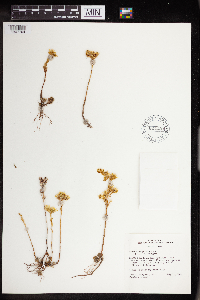 Sedum stenopetalum image