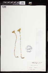 Sedum stenopetalum image