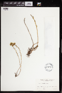 Sedum stenopetalum image