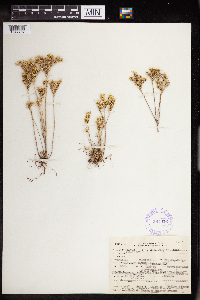 Sedum stenopetalum image