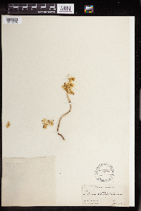 Sedum stenopetalum image