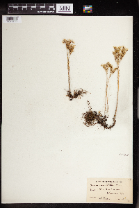Sedum stenopetalum image