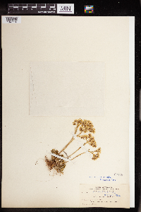 Sedum stenopetalum image