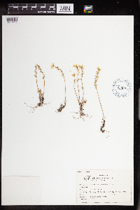 Sedum stenopetalum image