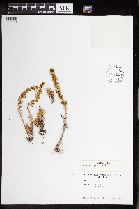 Sedum stenopetalum image