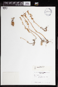 Sedum stenopetalum image