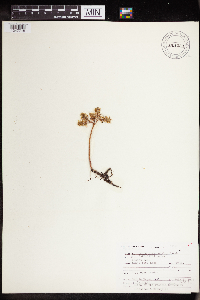 Sedum stenopetalum image