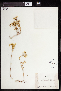 Sedum stenopetalum image