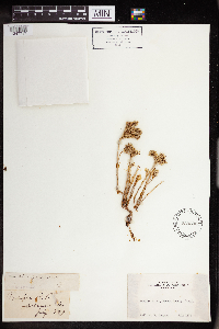 Sedum stenopetalum image