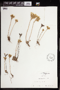 Sedum stenopetalum image