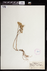 Sedum stenopetalum image