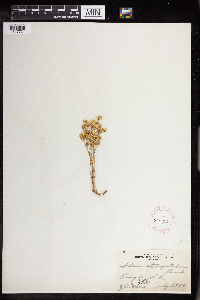 Sedum stenopetalum image