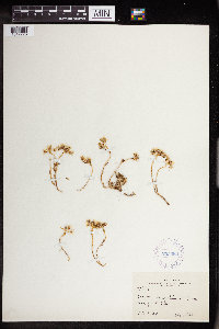 Sedum stenopetalum image