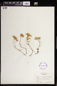 Sedum stenopetalum image
