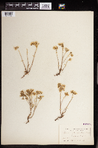 Sedum stenopetalum image