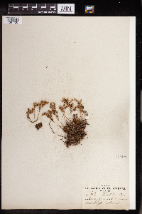 Sedum stenopetalum image