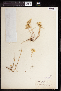 Sedum stenopetalum image