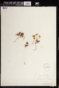 Sedum stenopetalum image