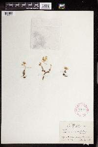 Sedum stenopetalum image