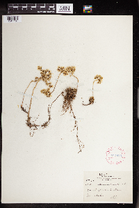 Sedum stenopetalum image